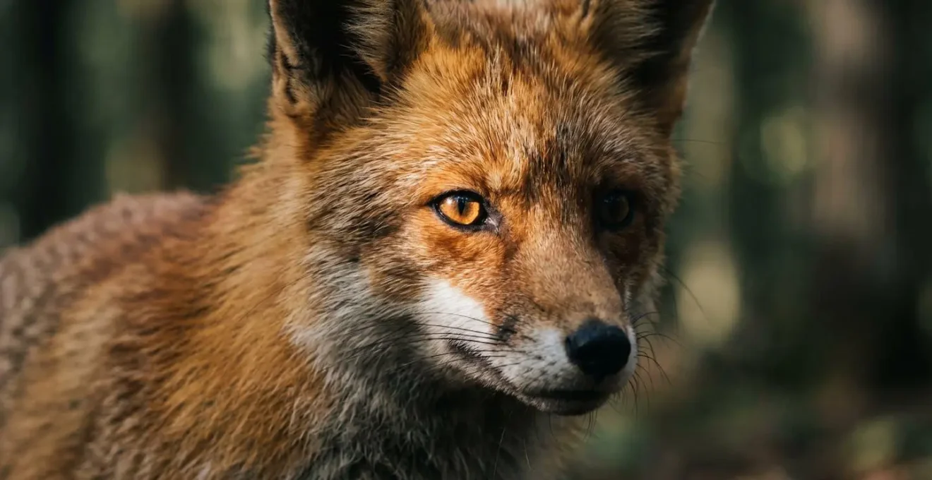 Illustrazione delle conseguenze negative dell'alimentazione artificiale sulla fauna selvatica